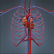 3D医学人体器官骨骼打印